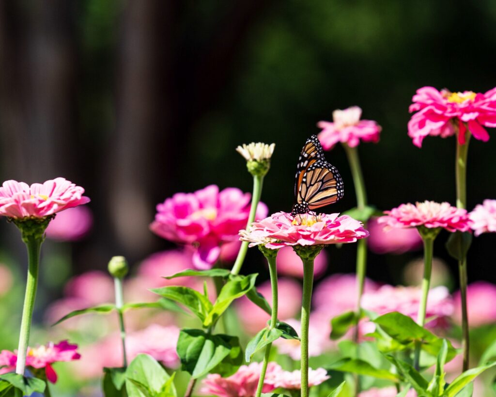 monarch butterfly by angie strader