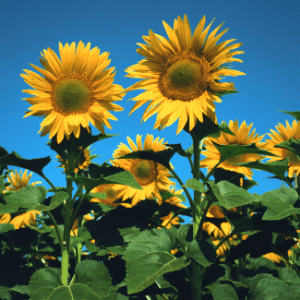 Faith Sunflowers Angie Strader
