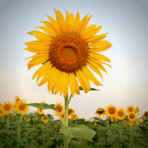 Faith Sunflower Angie Strader Blog 2