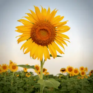 Faith Sunflower Angie Strader Blog 2