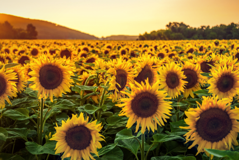 Faith is a Superpower Faith Sunflower Angie Strader Blog