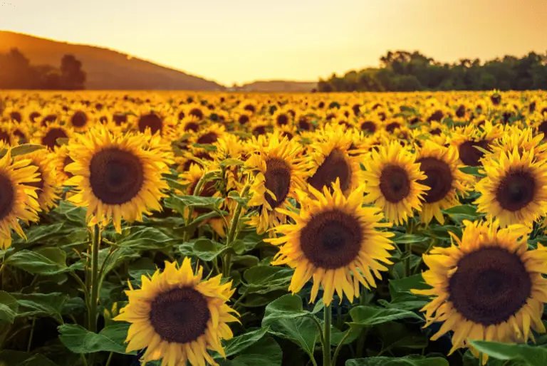 Faith Sunflower Angie Strader Blog