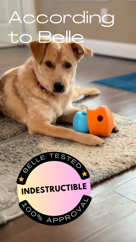 Dog with an orange and blue toy