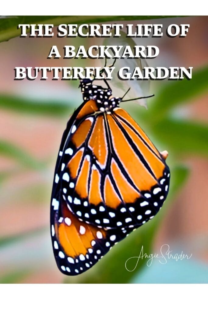 Bright orange and black monarch butterfly hanging from a transparent chrysalis with soft focused natural bokeh background