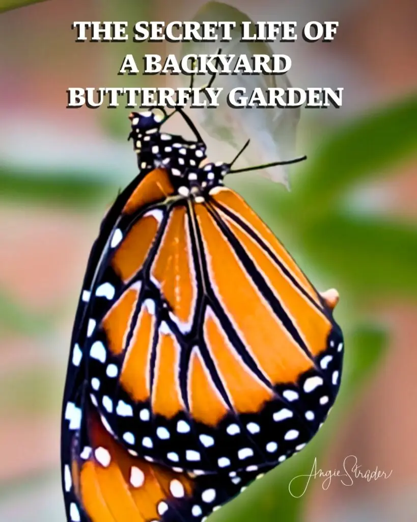 A monarch butterfly hanging on a chrysalis with the words "The Secret Life of a Backyard Butterfly Garden"
