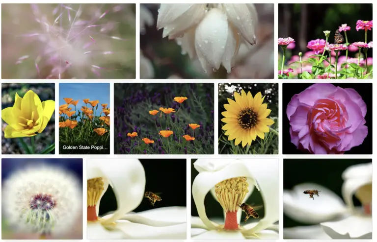 Exciting News: The Art Gallery is Now Live! Photo grid showcasing fine art photography prints, including water lilies, monarch butterflies, and vibrant flowers.